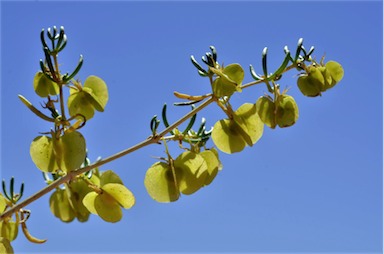 APII jpeg image of Roepera aurantiaca subsp. verticillata  © contact APII
