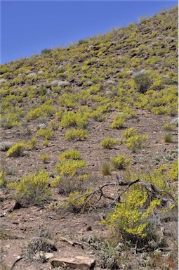 APII jpeg image of Roepera aurantiaca subsp. verticillata  © contact APII