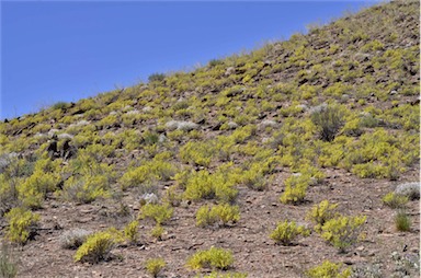 APII jpeg image of Roepera aurantiaca subsp. verticillata  © contact APII