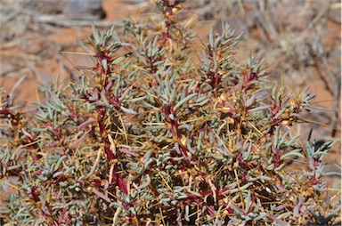 APII jpeg image of Sclerolaena longicuspis  © contact APII