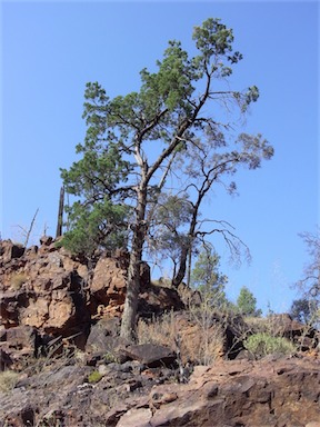 APII jpeg image of Callitris glaucophylla  © contact APII