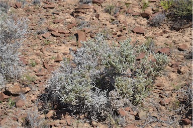 APII jpeg image of Maireana aff. integra  © contact APII