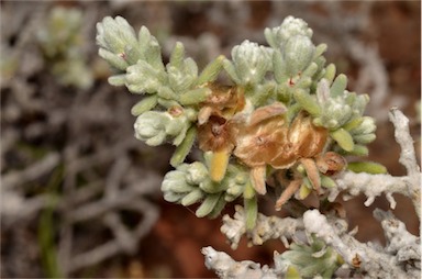 APII jpeg image of Maireana aff. integra  © contact APII