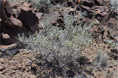 APII jpeg image of Maireana aff. integra  © contact APII