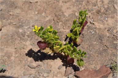 APII jpeg image of Roepera crenata  © contact APII