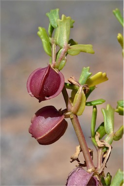 APII jpeg image of Roepera crenata  © contact APII