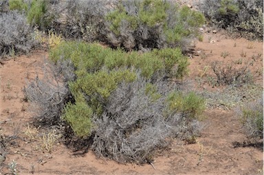 APII jpeg image of Tecticornia tenuis  © contact APII