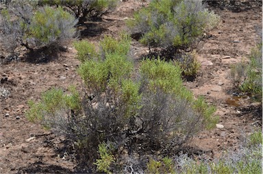 APII jpeg image of Tecticornia tenuis  © contact APII