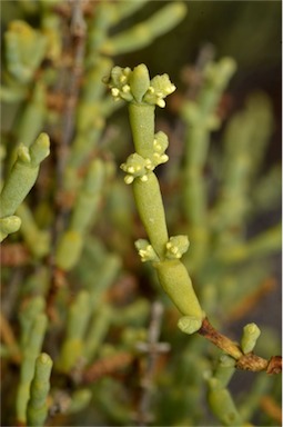 APII jpeg image of Tecticornia tenuis  © contact APII