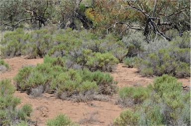 APII jpeg image of Tecticornia tenuis  © contact APII