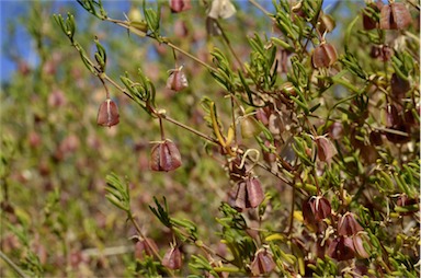 APII jpeg image of Roepera confluens  © contact APII