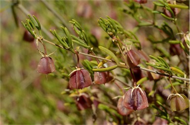 APII jpeg image of Roepera confluens  © contact APII