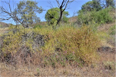 APII jpeg image of Roepera confluens  © contact APII