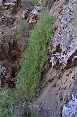 APII jpeg image of Roepera confluens  © contact APII