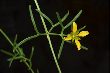 APII jpeg image of Roepera confluens  © contact APII