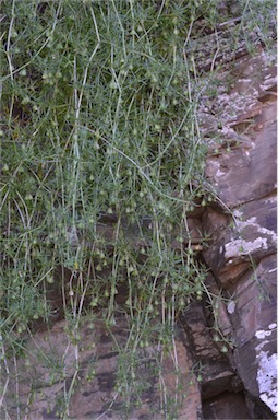 APII jpeg image of Roepera confluens  © contact APII