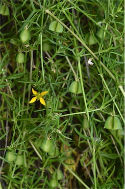 APII jpeg image of Roepera confluens  © contact APII