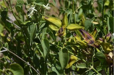 APII jpeg image of Cynanchum floribundum  © contact APII