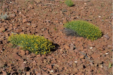 APII jpeg image of Chrysocephalum pterochaetum  © contact APII