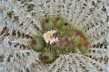 APII jpeg image of Onopordum acaulon  © contact APII