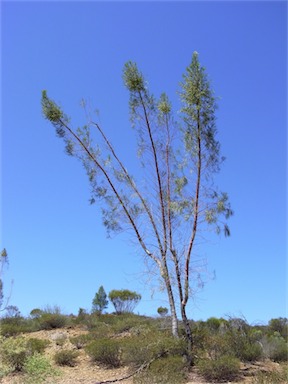 APII jpeg image of Codonocarpus pyramidalis  © contact APII