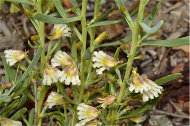 APII jpeg image of Goodenia collaris  © contact APII