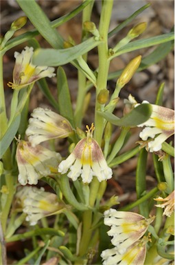 APII jpeg image of Goodenia collaris  © contact APII