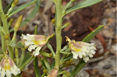 APII jpeg image of Goodenia collaris  © contact APII