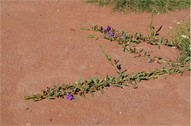 APII jpeg image of Eremophila prostrata  © contact APII