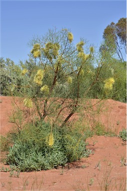 APII jpeg image of Hakea divaricata  © contact APII