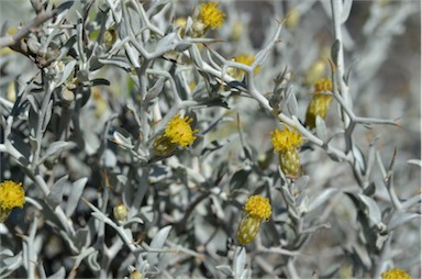 APII jpeg image of Acanthocladium dockeri  © contact APII