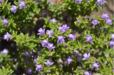 APII jpeg image of Eremophila crassifolia  © contact APII