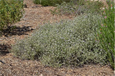 APII jpeg image of Eremophila malacoides  © contact APII