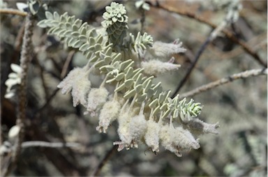 APII jpeg image of Eremophila lachnocalyx  © contact APII