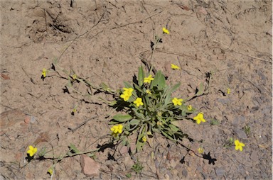 APII jpeg image of Goodenia robusta  © contact APII