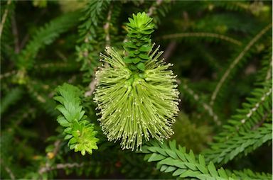 APII jpeg image of Melaleuca diosmifolia  © contact APII