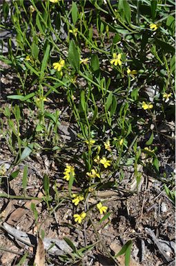 APII jpeg image of Goodenia varia  © contact APII