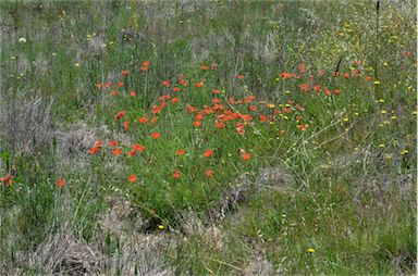 APII jpeg image of Papaver dubium  © contact APII