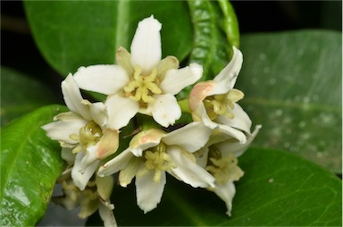 APII jpeg image of Baloghia inophylla  © contact APII