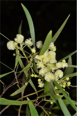 APII jpeg image of Acacia implexa  © contact APII