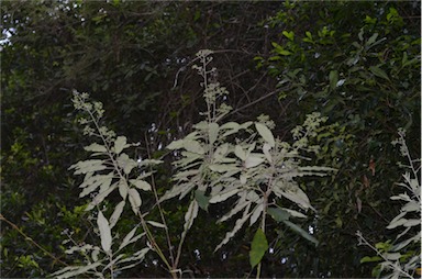 APII jpeg image of Astrotricha latifolia  © contact APII