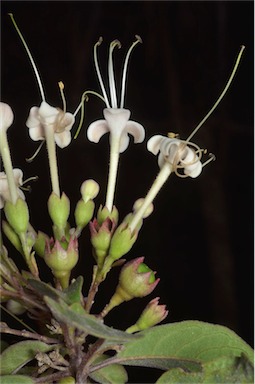 APII jpeg image of Clerodendrum tomentosum  © contact APII