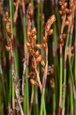 APII jpeg image of Baloskion stenocoleum  © contact APII