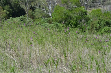 APII jpeg image of Polygala virgata  © contact APII