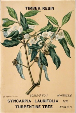 APII jpeg image of Syncarpia glomulifera  © contact APII