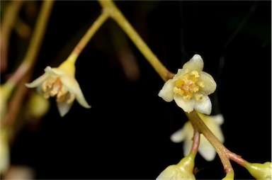 APII jpeg image of Cryptocarya laevigata  © contact APII