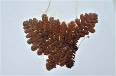 APII jpeg image of Azolla pinnata  © contact APII