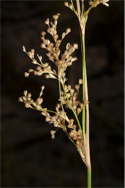 APII jpeg image of Juncus subsecundus  © contact APII