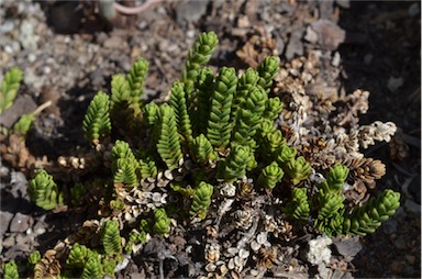 APII jpeg image of Chionohebe densifolia  © contact APII