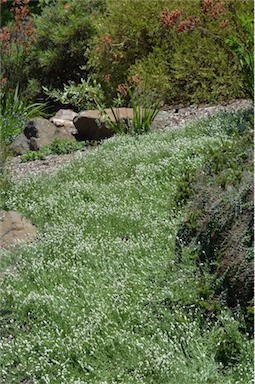 APII jpeg image of Calocephalus lacteus  © contact APII